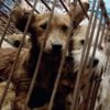 Vietnam'da 'köpek eti yemeyin' çağrısı
