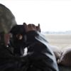 Batman'da 2 PKK'lı terörist güvenlik güçlerine teslim oldu Batman'da 2 PKK'lı terörist güvenlik güçlerine teslim oldu