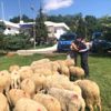 Tekirdağ da küçükbaş hayvan hırsızlığı iddiası Tekirdağ da küçükbaş hayvan hırsızlığı iddiası