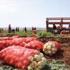 Hatay'da turfanda soğan hasadı başladı
