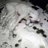 Sokak köpeğinin donarak öldüğü fotoğraf sosyal medyada büyük yankı uyandırdı Sokak köpeğinin donarak öldüğü fotoğraf sosyal medyada büyük yankı uyandırdı