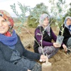 Zeytinliğe santral yapılamaz Zeytinliğe santral yapılamaz