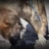 Sevgilisinin eşine cinsel ilişki videolarını gönderdi! Karar çıktı Sevgilisinin eşine cinsel ilişki videolarını gönderdi! Karar çıktı
