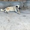 Şanlıurfa'da "köpek sahiplenme" kavgası savaşa dönüştü: 2 ölü, 5 yaralı