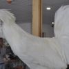 Bu tavukların fiyatı dudak uçuklatıyor