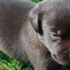İki yıl boyunca köpek diye besledi İki yıl boyunca köpek diye besledi
