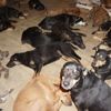 Kayseri'de, tehlikeli ırk sınıfına giren 9 köpeğe el konuldu Kayseri'de, tehlikeli ırk sınıfına giren 9 köpeğe el konuldu