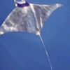 Gökçeada'da manta vatozu görüntülendi Gökçeada'da manta vatozu görüntülendi