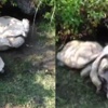 Ters dönen kaplumbağayı böyle kurtardı Ters dönen kaplumbağayı böyle kurtardı