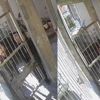 Evin kapısını çalan hırsızlar güvenlik kamerasında Evin kapısını çalan hırsızlar güvenlik kamerasında