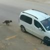 Antalya'da köpeği ezen sürücünün cezası belli oldu