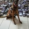 Son dakika: Kocaeli’de 330 kilogram esrar ele geçirildi Son dakika: Kocaeli’de 330 kilogram esrar ele geçirildi