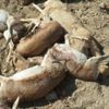 Köpeklerin saldırısına uğrayan ceylanlar telef oldu