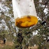 Aydın’da Zeytin Zararlılarıyla Mücadele Masaya Yatırıldı