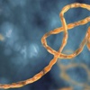 Prof. Candan’a Ebola teşviki Prof. Candan’a Ebola teşviki