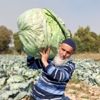Dev lahanaların hasadı başladı Dev lahanaların hasadı başladı