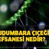 Udumbara çiçeği efsanesi nedir? Çanakkale’de görülen Udumbara çiçeği nerede yetişir?