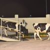 Katar'ın inekleri ülkeye giriş yaptı