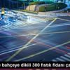 Gercüş te bahçeye dikili 300 fıstık fidanı çalındı