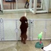 Sahibini gören köpek salsa yaptı Sahibini gören köpek salsa yaptı
