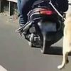 Motosikletle sürüklenen köpek ölmek üzereyken bulundu