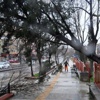 Meteoroloji'den 'ağaç devrilebilir' uyarısı Meteoroloji'den 'ağaç devrilebilir' uyarısı