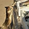 Boyundan büyük balığı çalmaya çalışan kedi güldürdü Boyundan büyük balığı çalmaya çalışan kedi güldürdü