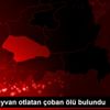 Siirt te hayvan otlatan çoban ölü bulundu