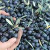 Marmarabirlik ürün alım planını açıkladı
