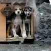 Yavru köpekler taş ocağına terk edildi Yavru köpekler taş ocağına terk edildi
