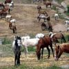 Büyükada'ya alınmayan 222 at hakkında karar Büyükada'ya alınmayan 222 at hakkında karar