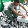 1 seferde 30 ton balık