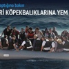 Göçmenleri köpekbalıklarına atıyorlar Göçmenleri köpekbalıklarına atıyorlar