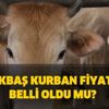 Kurbanlık dana fiyatları kaç TL? Büyükbaş fiyatları güncel