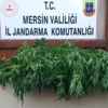 Bahçıvan olarak çalıştığı villanın bahçesine kenevir ekti! Bahçıvan olarak çalıştığı villanın bahçesine kenevir ekti!