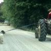 İki köpeğini traktöre bağlayıp götürdü İki köpeğini traktöre bağlayıp götürdü