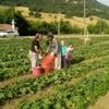 Kornişon üretimindeki artış Sındırgılı çiftçiyi sevindirdi