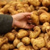 Rekabet Kurumu patatesi incelemeye aldı