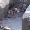 Köpekler petrol havuzuna düştü köylüler çıldırdı Köpekler petrol havuzuna düştü köylüler çıldırdı