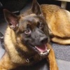ABD'nin polis köpeği kovuldu! ABD'nin polis köpeği kovuldu!