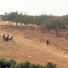 IŞİD ile ÖSO arasındaki çatışmalar arttı IŞİD ile ÖSO arasındaki çatışmalar arttı