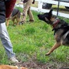 8 yaşındaki çocuk köpek kurbanı 8 yaşındaki çocuk köpek kurbanı