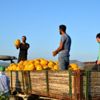 (Özel) Kırkağaç kavununda ilk hasat yapıldı (Özel) Kırkağaç kavununda ilk hasat yapıldı