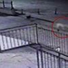 Sokak köpeğinin bulup AVM'ye getirdiği bebek cesedinin sırrı ortaya çıktı