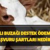 2020 yılı buzağı destek ödemeleri başvuru şartları nedir? 27 Ocak 2018 2. dönem buzağı desteği yattı mı, nereye ödenir? 2020 yılı buzağı destek ödemeleri başvuru şartları nedir? 27 Ocak 2018 2. dönem buzağı desteği yattı mı, nereye ödenir?