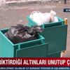 Biriktirdiği altınları unutup çöpe attı Biriktirdiği altınları unutup çöpe attı