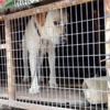 Ortaokul öğrencisi hizmetliyi köpek kavgasında öldürdü