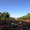 Kilis karası üzümününde hasat sona erdi Kilis karası üzümününde hasat sona erdi