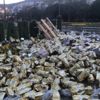 TIR devrildi, 20 ton zeytinyağı yola döküldü