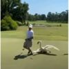 Kuğu golfçüyü kovaladı Kuğu golfçüyü kovaladı